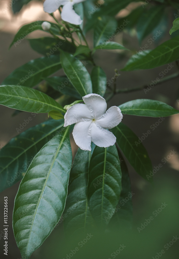 Fototapeta premium flower of a flower