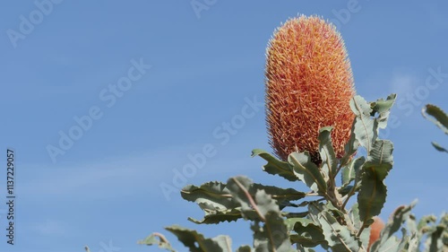 Banksia