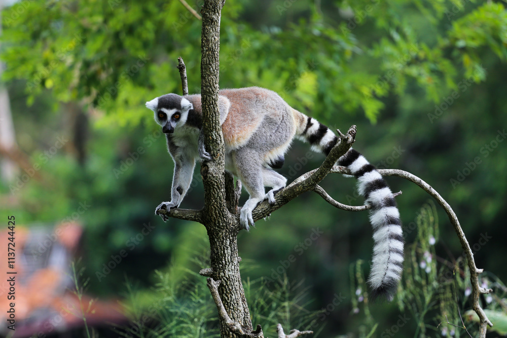 Fototapeta premium Lemur climbing a tree in a zoo
