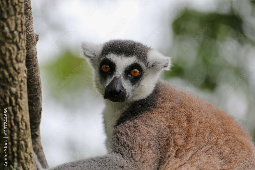 Obraz premium Lemur climbing a tree in a zoo
