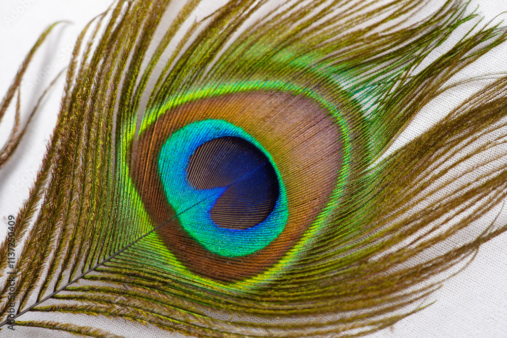 Fototapeta premium Peacock feather close-up on white background. Beautiful decorative iridescent background close up photo. macro peacock feathers,Background with peacock feather macro texture.