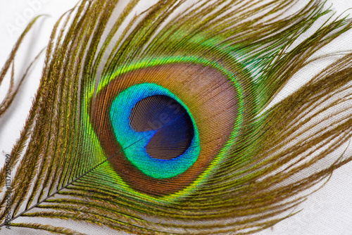 Peacock feather close-up on white background. Beautiful decorative iridescent background close up photo. macro peacock feathers,Background with peacock feather macro texture.