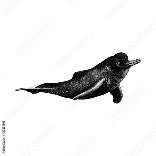 Amazon River Dolphin (Pink Dolphin) hand drawing vector isolated on background.