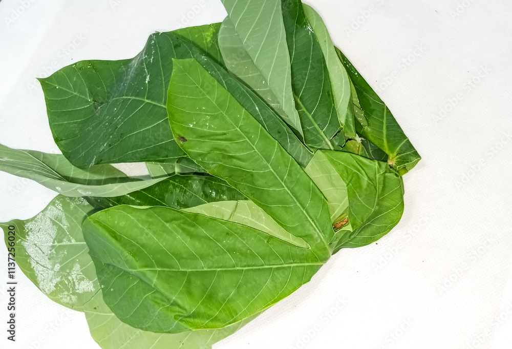 Obraz premium cassava leaves isolated white background