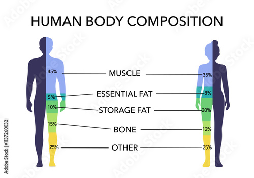 Comparison of healthy male and female body composition. Human body composition chart vector illustration.