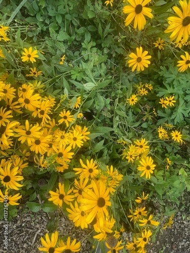 yellow flowers background