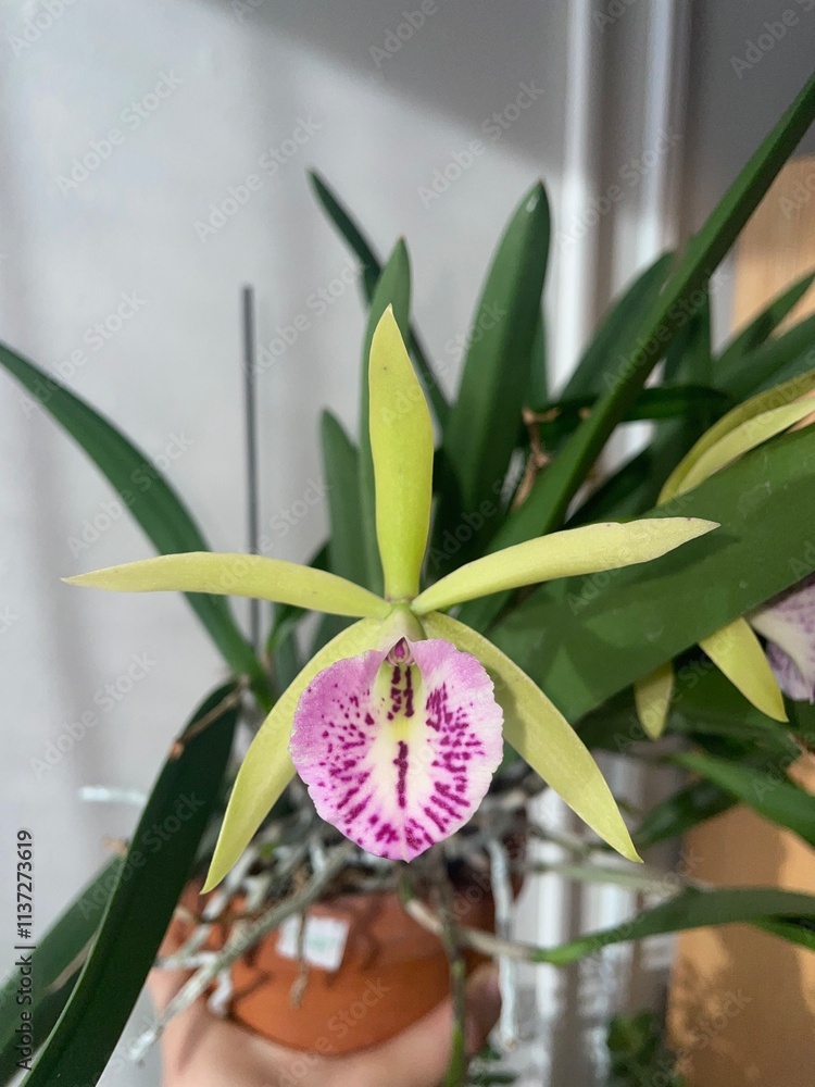 Obraz premium orchid in a vase