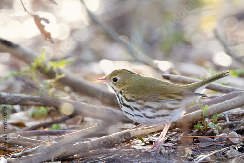 An ovenbird (Seiurus aurocapilla), a ground-walking warbler, looks cute in southwest Florida photo