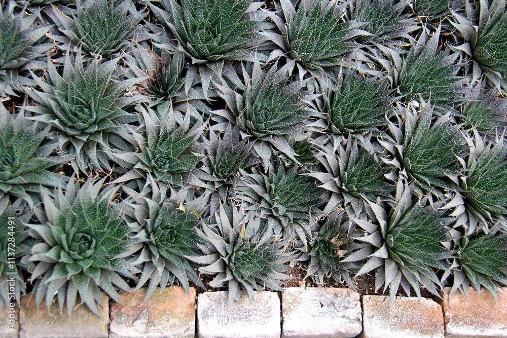 Obraz premium Aloe Aristata, Green leaves foliage, natural green wallpaper