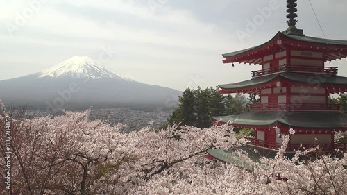 富士山を背景にした満開の桜と赤い五重の塔、固定撮影、環境音有り