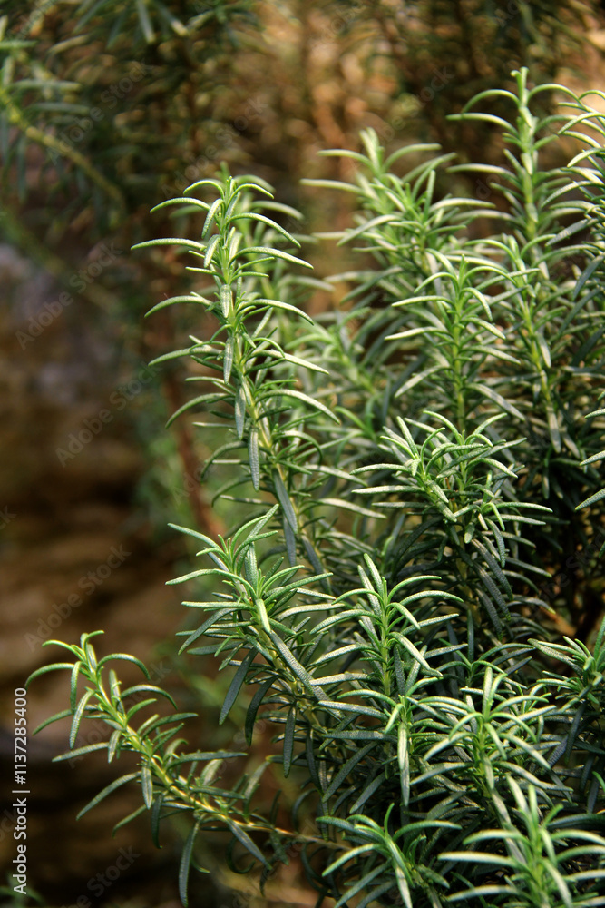 Rosemary, herb, green leaves background, Green leaves foliage jungle tropical plant bush nature, Herb wall, plant wall, natural green wallpaper and background Rosemary, herb, green leaves background, Green leaves foliage jungle tropical plant bush nature, Herb wall, plant wall, natural green wallpaper and background
