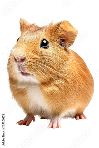 Wallpaper Mural A guinea pig standing adorably, isolate on white background, showcasing its soft fur and round features. cutout png Torontodigital.ca