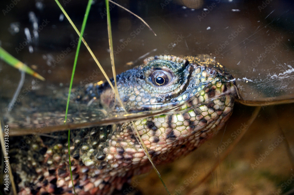 Obraz premium チュウゴクワニトカゲ