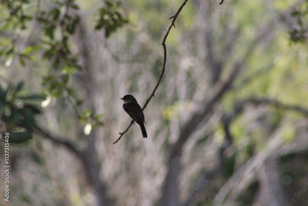 Obraz premium bird on a branch