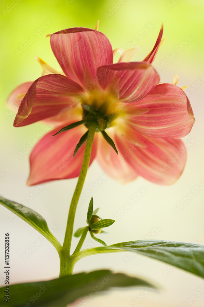 Red Dahlia Flower and a Bud Reaching Out Red Dahlia Flower and a Bud Reaching Out