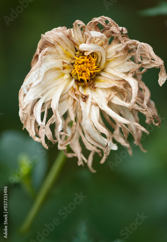 White Fading Dahlia Flower