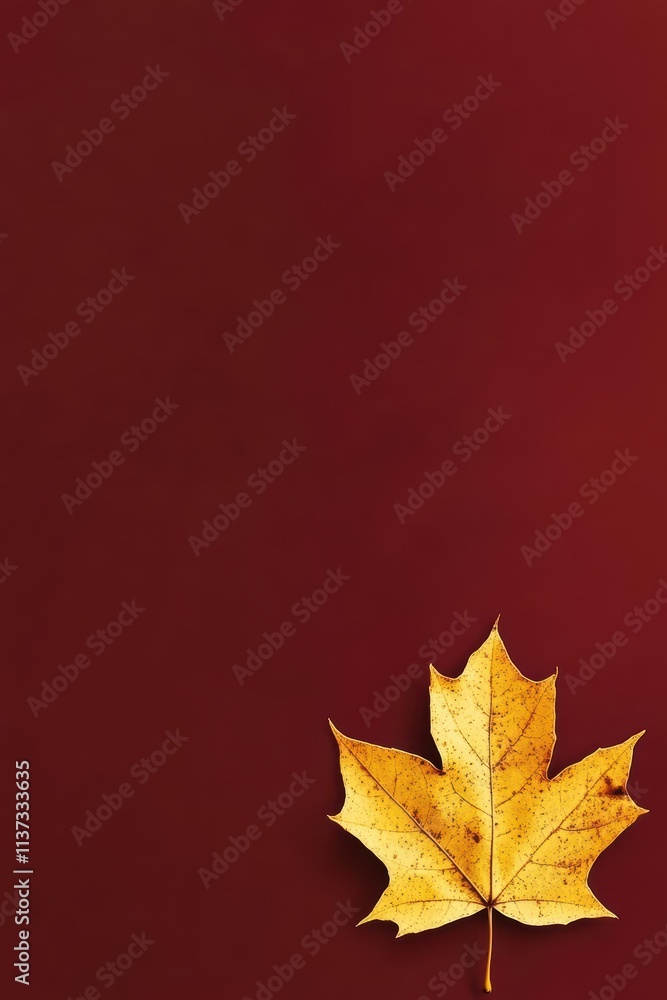 Fototapeta premium A single yellow maple leaf on a deep red background.