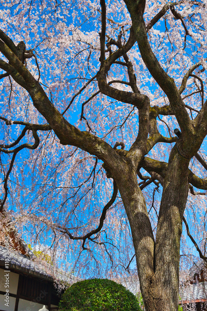 京都 青空に映える本満寺の枝垂れ桜(枝垂桜)(日本京都府京都市) Kyoto - Weeping cherry blossoms (shidazakura) at Honmanji Temple against the blue sky (Kyoto City, Kyoto Prefecture, Japan) 京都 青空に映える本満寺の枝垂れ桜(枝垂桜)(日本京都府京都市) Kyoto - Weeping cherry blossoms (shidazakura) at Honmanji Temple against the blue sky (Kyoto City, Kyoto Prefecture, Japan)