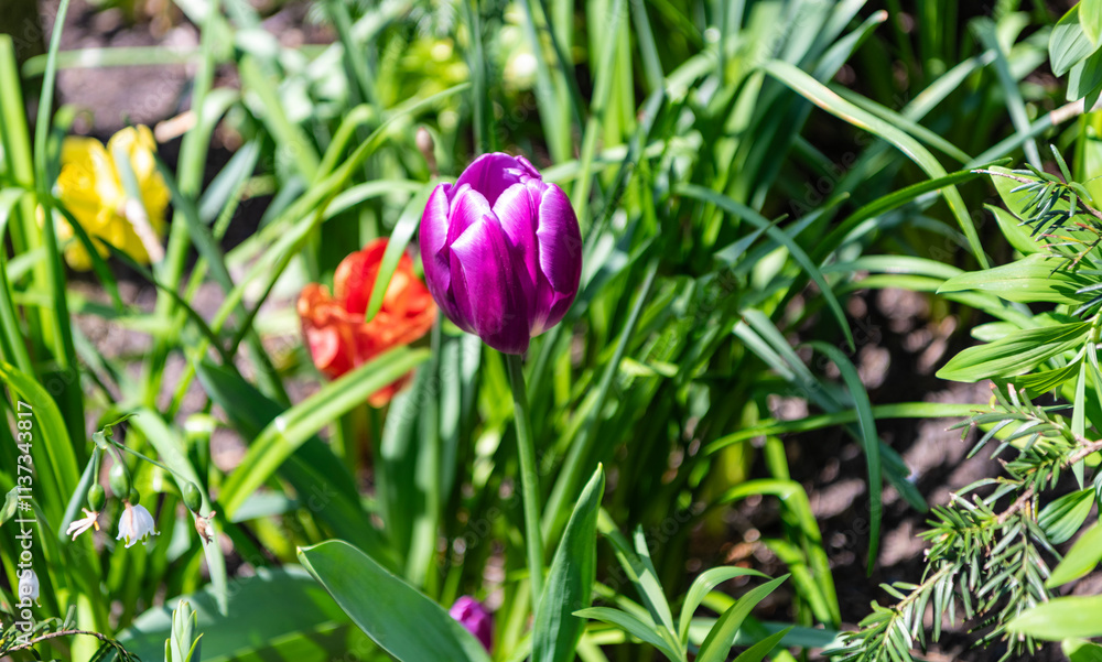 Tulip flower. Beautiful spring tulip flower on flowerbed. Tulip flower in spring bloom. Spring nature. Tulip with blooming flower. Blossom spring season. Flowering nature Tulip flower. Beautiful spring tulip flower on flowerbed. Tulip flower in spring bloom. Spring nature. Tulip with blooming flower. Blossom spring season. Flowering nature