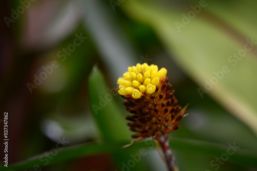 エクメア・カリクラタ