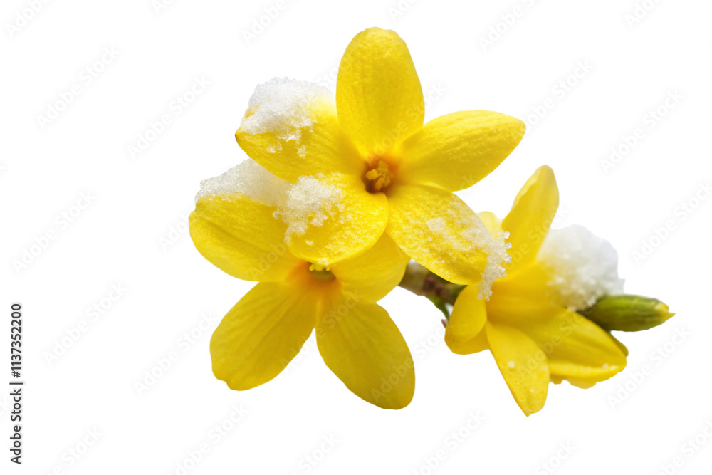 daffodil isolated on white background daffodil isolated on white background
