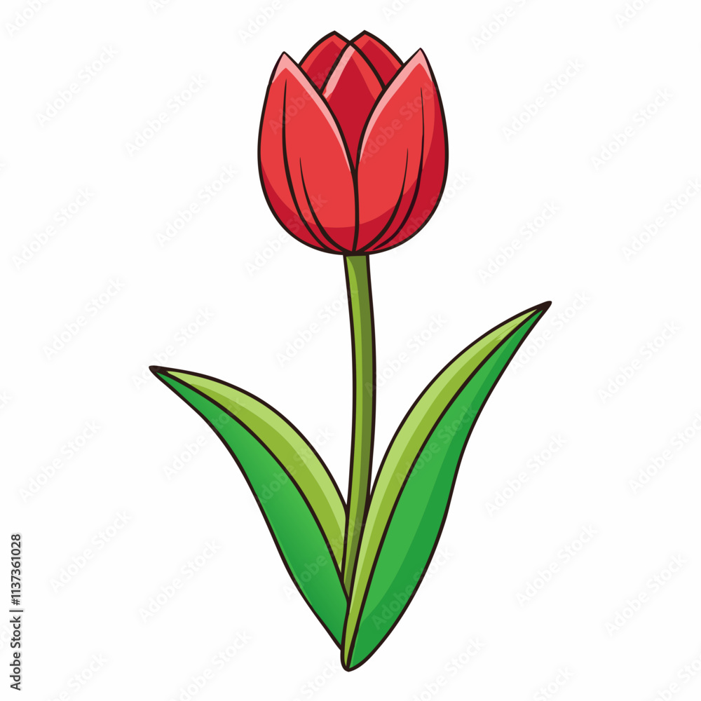 red tulip isolated on white red tulip isolated on white