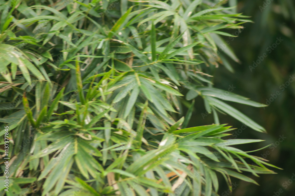 Bamboo leaves Isolated on a blur background
Bamboo leaves Isolated on a blur background