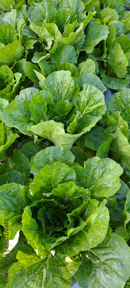 Bomdong cabbage in a field Bomdong cabbage in a field