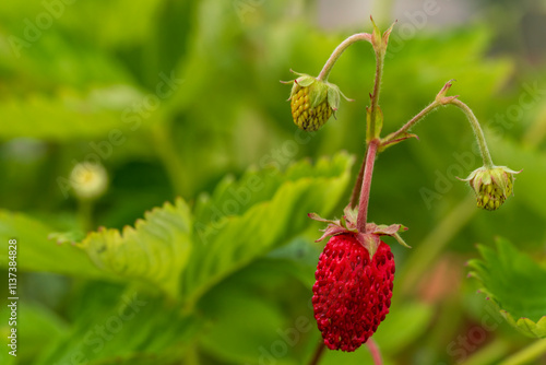 Strawberry blossom plant in close up view with bokeh blurry background