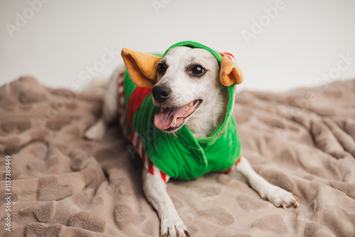 White funny jack russell terrier dog in a Christmas elf outfit