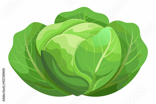 fresh cabbage vector illustration