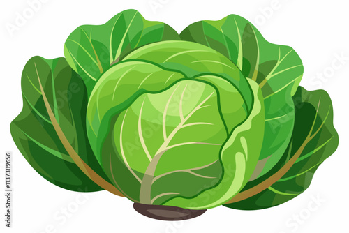 fresh cabbage vector illustration