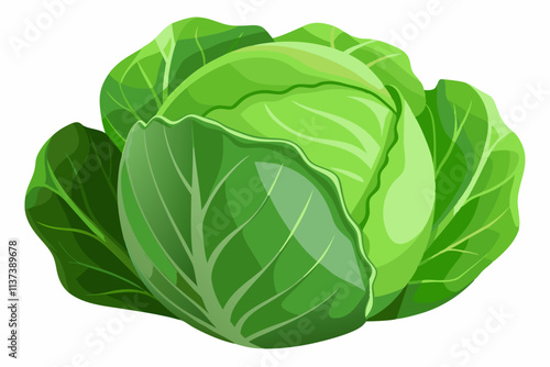 fresh cabbage vector illustration