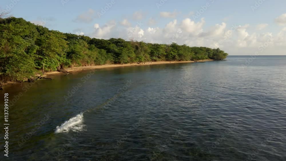 Tropical dense forest tree branches canopy Little Corn Island Nicaragua Tropical dense forest tree branches canopy Little Corn Island Nicaragua