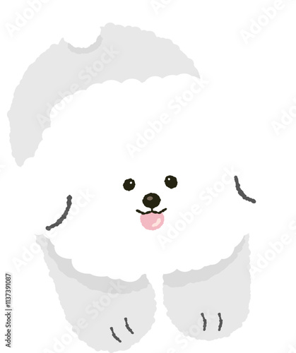 cute fluffy bichon frize puppy dog doggy pet photo