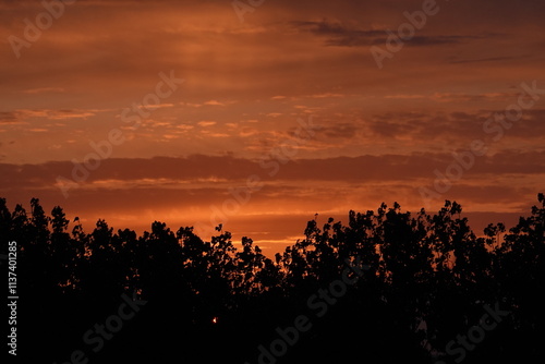 sunset between trees