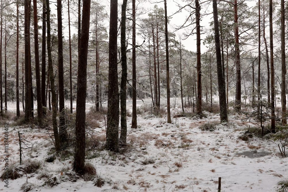 Fototapeta premium Forest