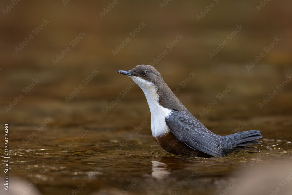 Fototapeta premium Wasseramsel läuft durch den Fluss