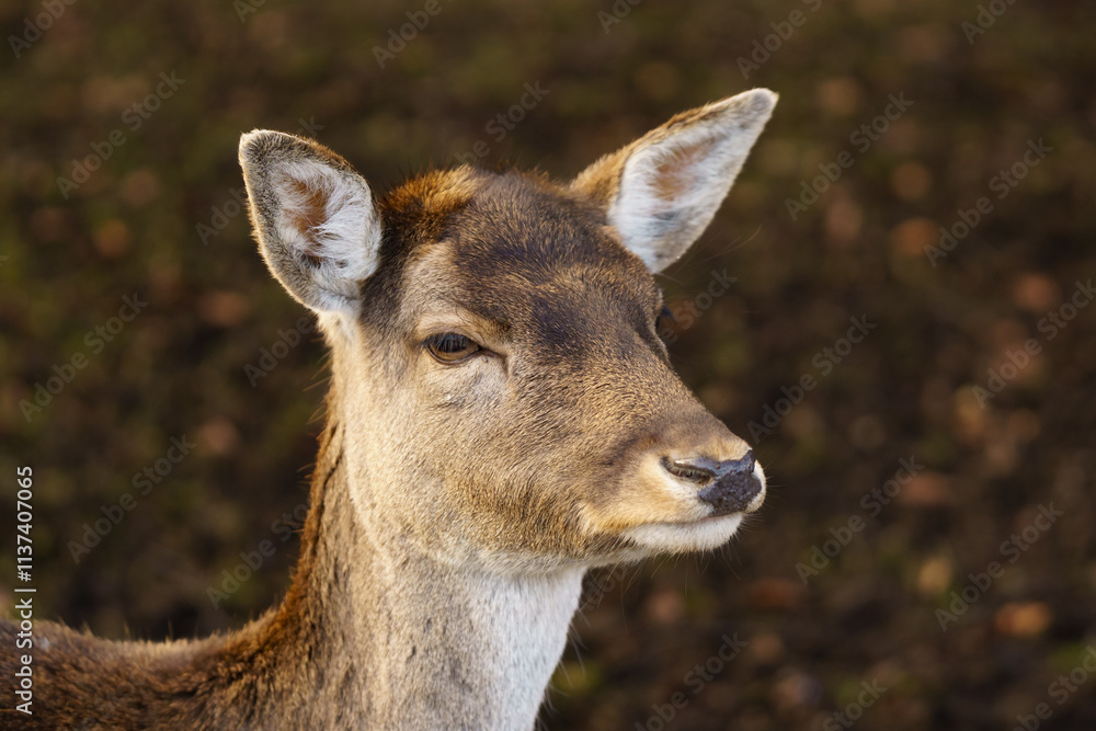Portrait of a fallow deer Portrait of a fallow deer