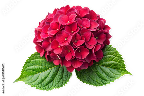 red rose isolated on white background