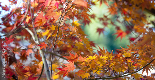 Beautiful colors of autumn. Beautiful autumn colors of a Japanese garden . Red and yellow Japanese maple on stone pavement. Colorful spectrum of autumn colors. Shallow depth of field. photo