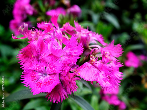 Aster amellus (Aster amellus) is a flower native to Europe that was among the first daisies to bloom. It thrives in full sun in well-draining soil with moderate moisture. Great for butterfly gardens. photo