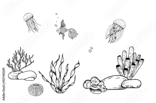 Vector seabed. Pebbles stones, algae, corals. Hand painted line seaweed, tropical gold fish, jellyfish. Graphic rock clip art isolated on background. Underwater illustration. For designers
