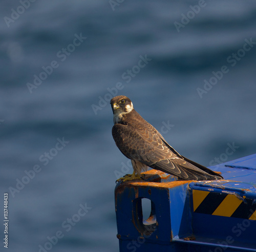 Falcon watching from the top