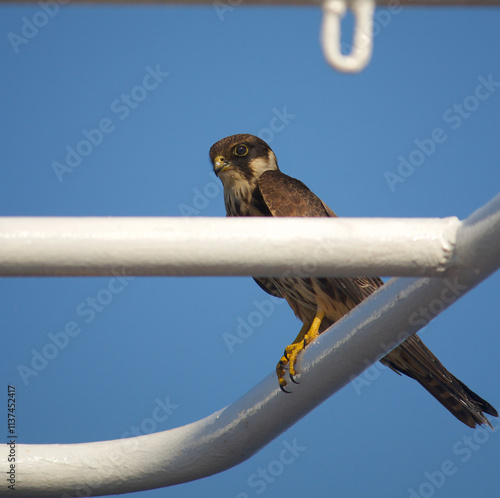 Falcon watching from the top