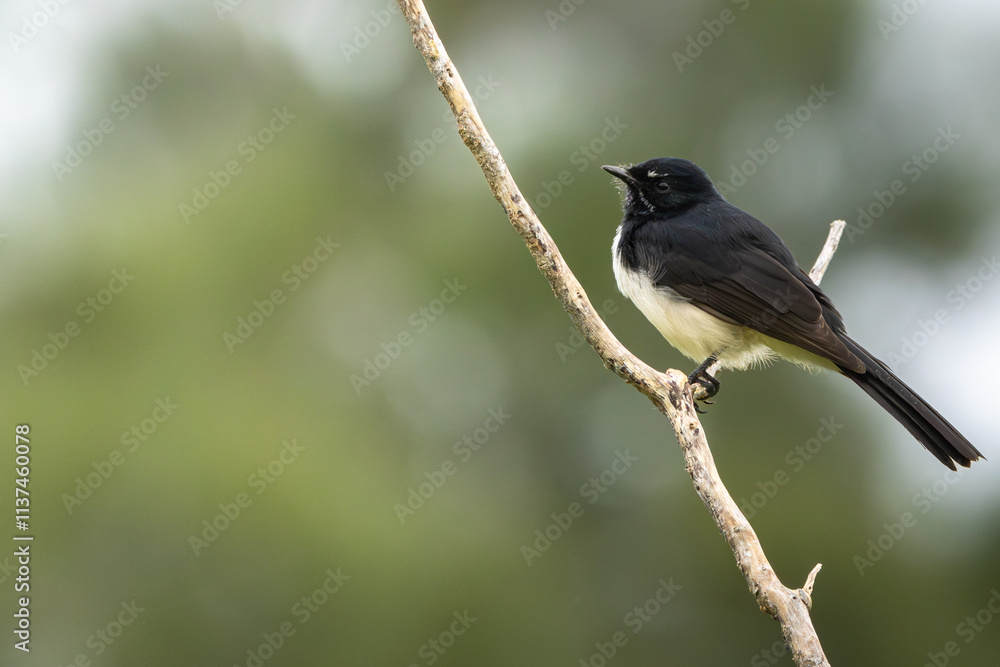 A Willie Wagtail perched on a branch A Willie Wagtail perched on a branch