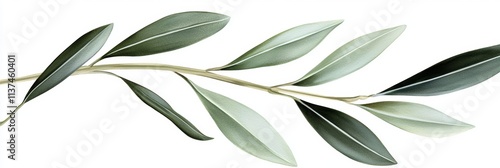 Abstract rendering of an olive leaf on white background, ideal for Mediterranean or Middle Eastern themed designs Generative AI photo