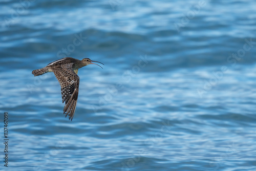 An Eurasian whimbrel, white-rumped whimbrel or common whimbrel (Numenius phaeopus) flying over water. Agulhas (L'Agulhas), Overberg, Western Cape. South Africa