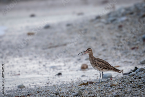 An Eurasian whimbrel, white-rumped whimbrel or common whimbrel (Numenius phaeopus) on the seashore. Agulhas (L'Agulhas), Overberg, Western Cape. South Africa photo