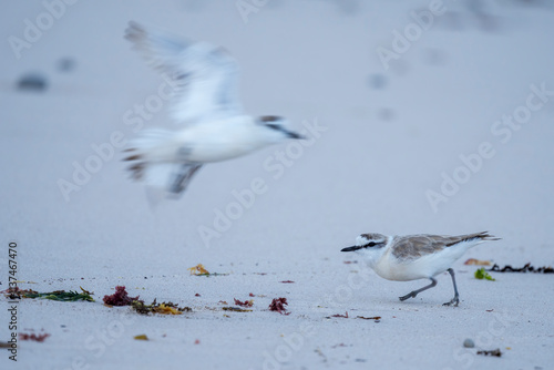 White-fronted plover or white-fronted sandplover (Charadrius marginatus) amongst the kelp and seaweed on the seashore. Agulhas (L'Agulhas), Overberg, Western Cape. South Africa